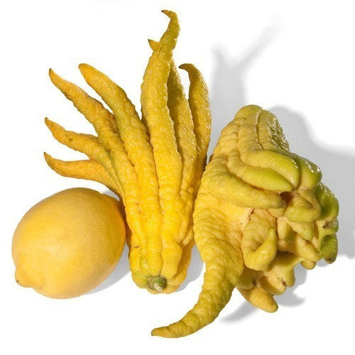 Boeddha's Hand Groot'