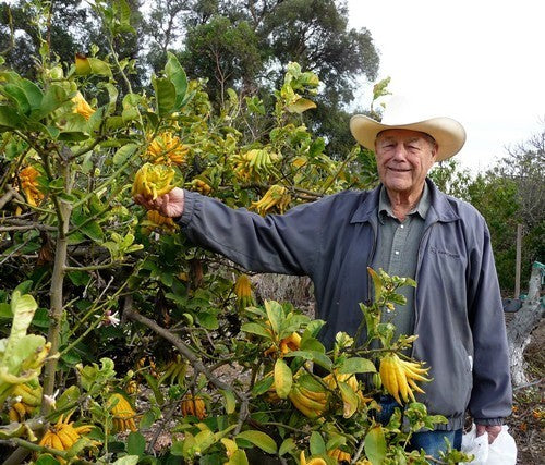 Boeddha's Hand Groot'
