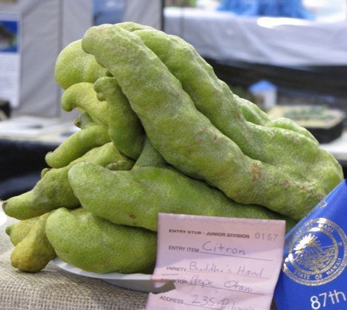 Boeddha's Hand Groot'