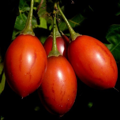 Tree tomato