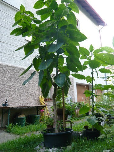 Tree tomato