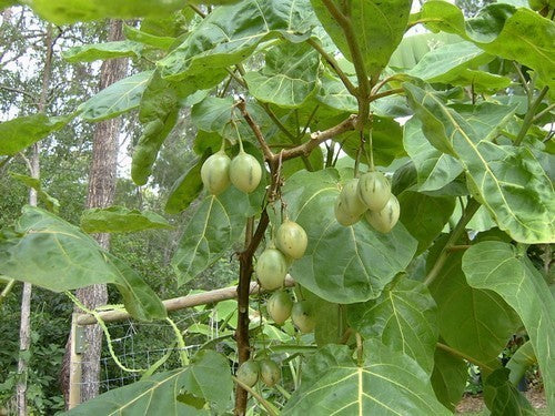 Tree tomato