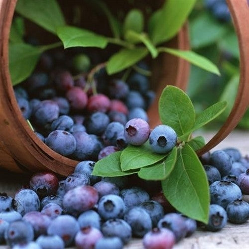 Blueberry
