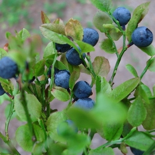 Blueberry