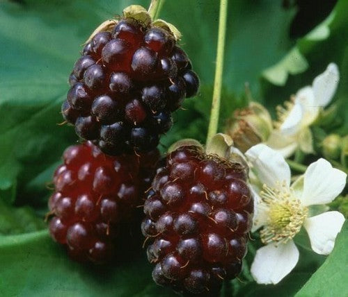 Braamboos 'Thornless Boysenberry'