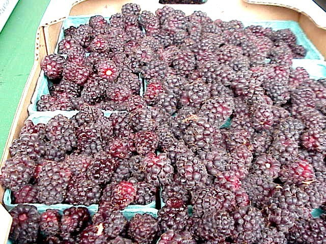 Braamboos 'Thornless Boysenberry'