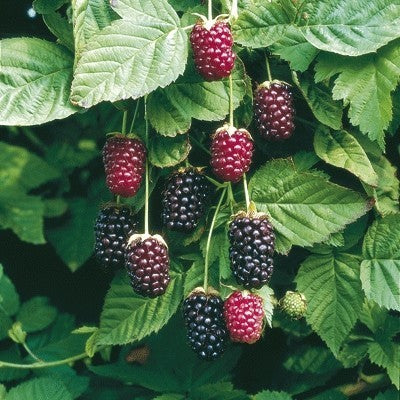 Braamboos 'Thornless Boysenberry'