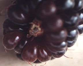 Braamboos 'Thornless Boysenberry'