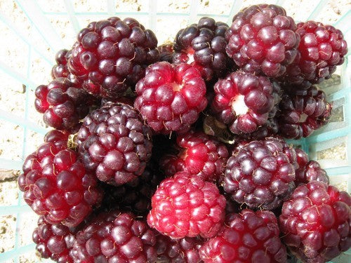 Braamboos 'Thornless Boysenberry'
