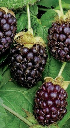 Braamboos 'Thornless Boysenberry'