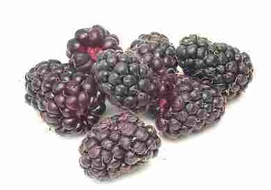 Braamboos 'Thornless Boysenberry'