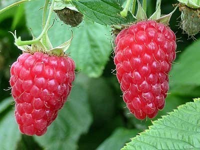 Braamboos 'Tayberry'