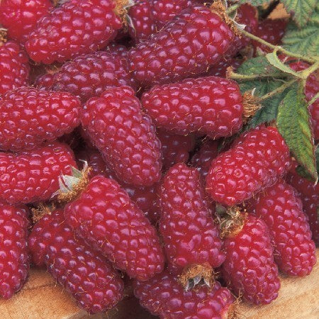 Braamboos 'Tayberry'