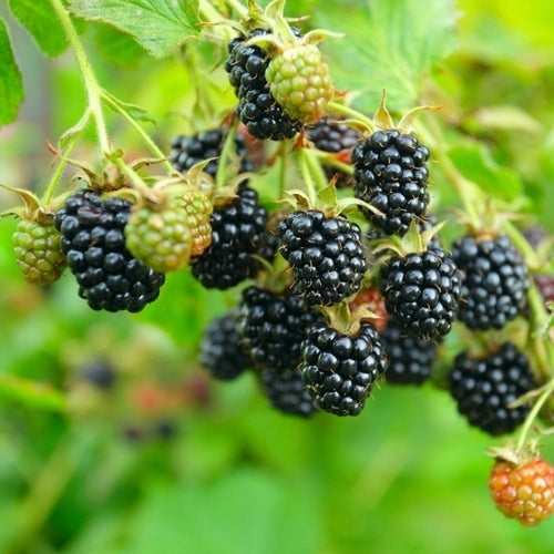 Doornloze Braam 'Black Satin'