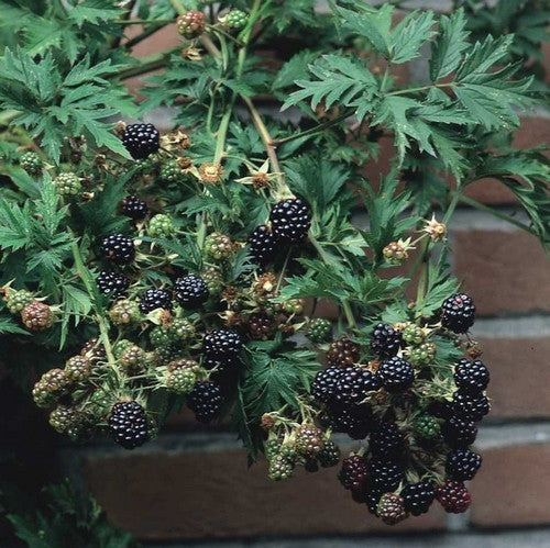 Doornloze Braam 'Black Satin'