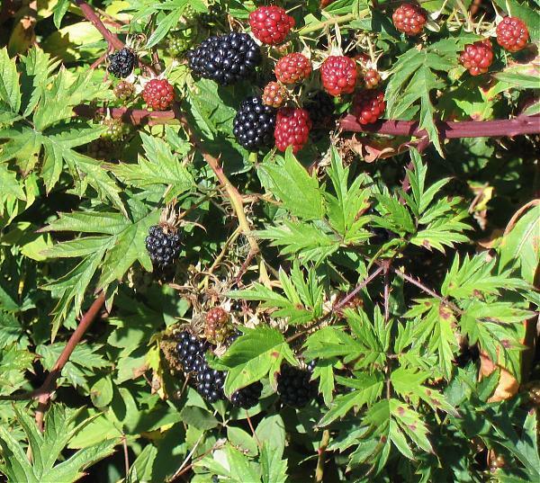 Doornloze Braam 'Thornless Evergreen'