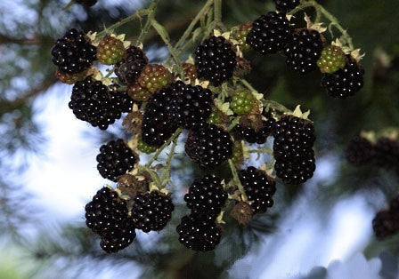 Himalayan Blackberry
