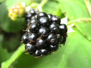Himalayan Blackberry