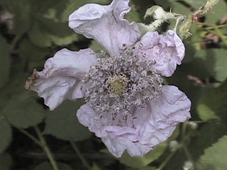 Himalayan Blackberry