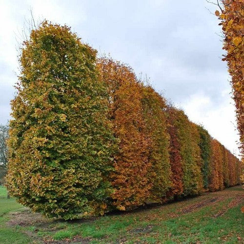 Beukennootjes
