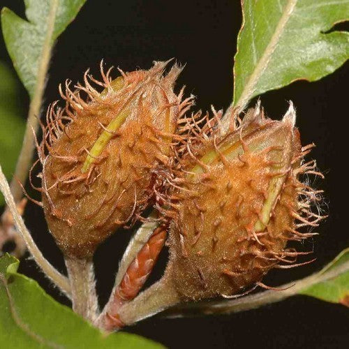 Beukennootjes