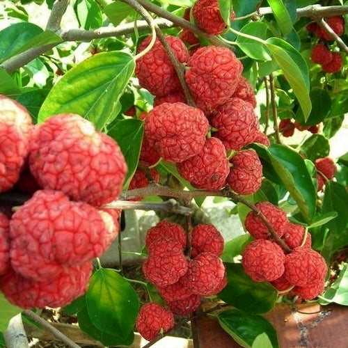 CHE Fruit ‘Seedless Che’