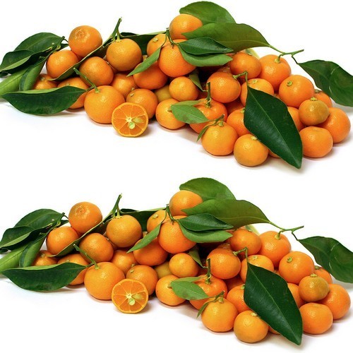Calamondin