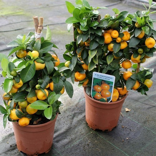 Calamondin