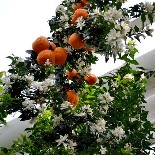 Chinotto-Appelsien