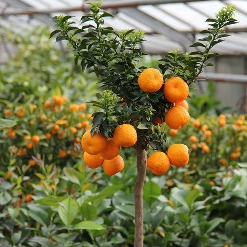 Chinotto-Appelsien