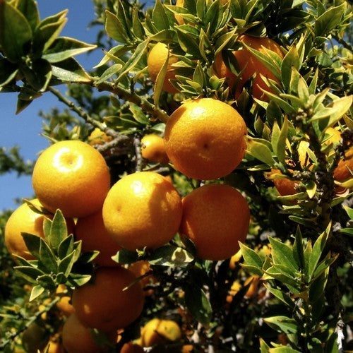 Chinotto-Appelsien