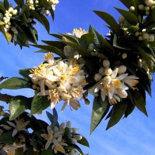 Chinotto-Appelsien