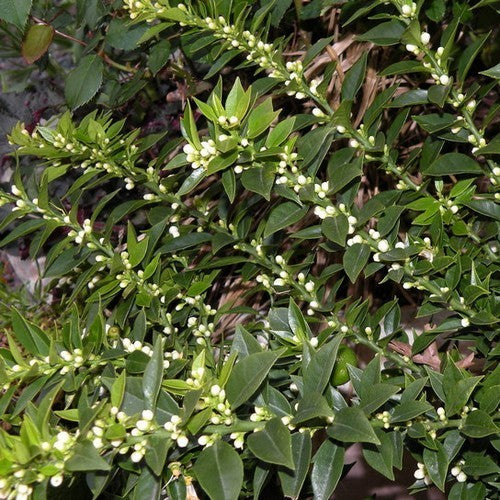 Chinotto-Appelsien