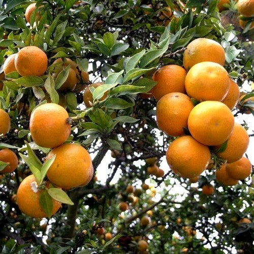 Chinotto-Appelsien