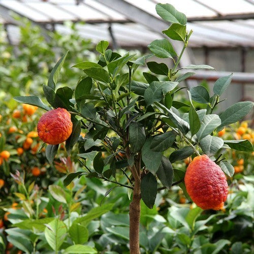 Lemon, Blood 'Rosso' Medium