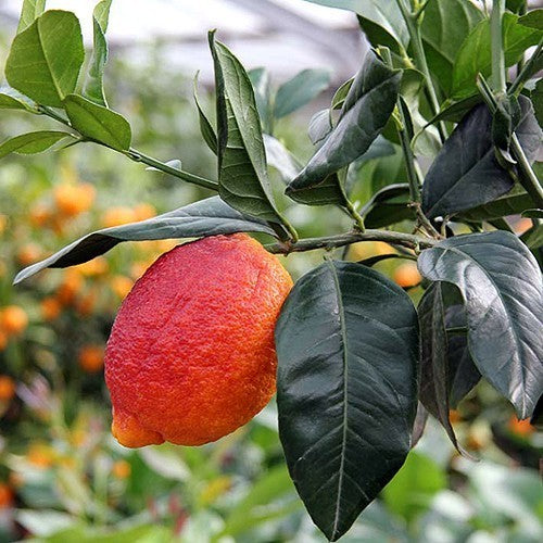 Lemon, Blood 'Rosso' Medium