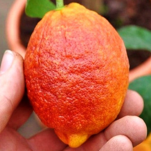 Lemon, Blood 'Rosso' Medium