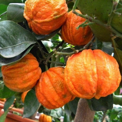 Lemon, Italian 'Canaliculata' Large