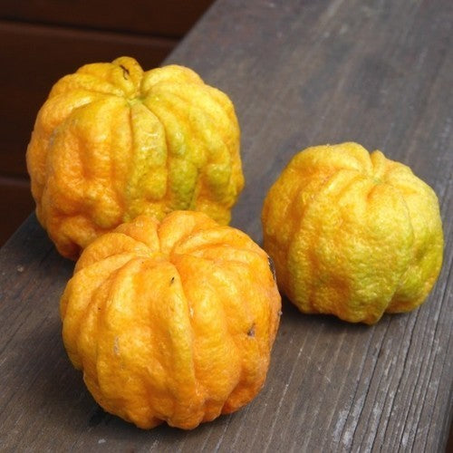 Lemon, Italian 'Canaliculata' Large