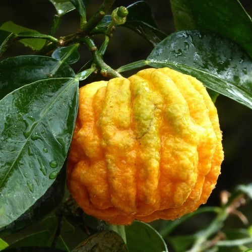 Lemon, Italian 'Canaliculata' Large