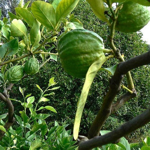 Lemon, Italian 'Canaliculata' Large