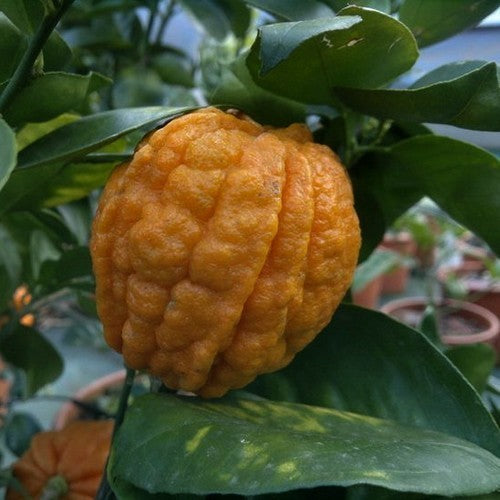 Lemon, Italian 'Canaliculata' Large