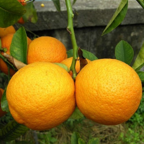 Citron, Volkamer Large