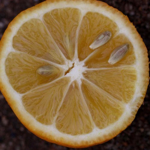 Citron, Volkamer Large
