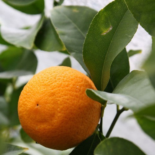 Citron, Volkamer Large