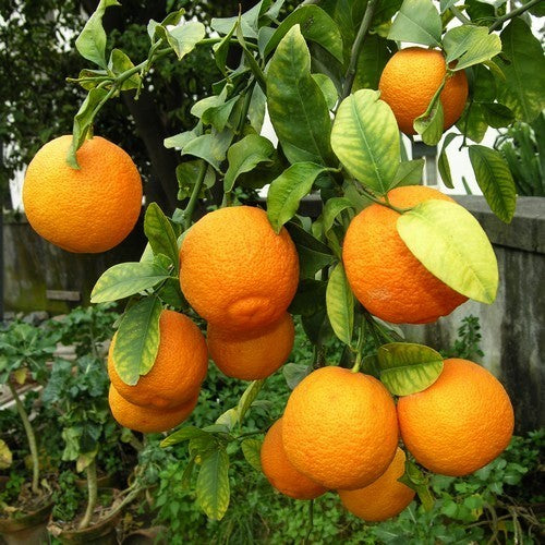 Citron, Volkamer Large
