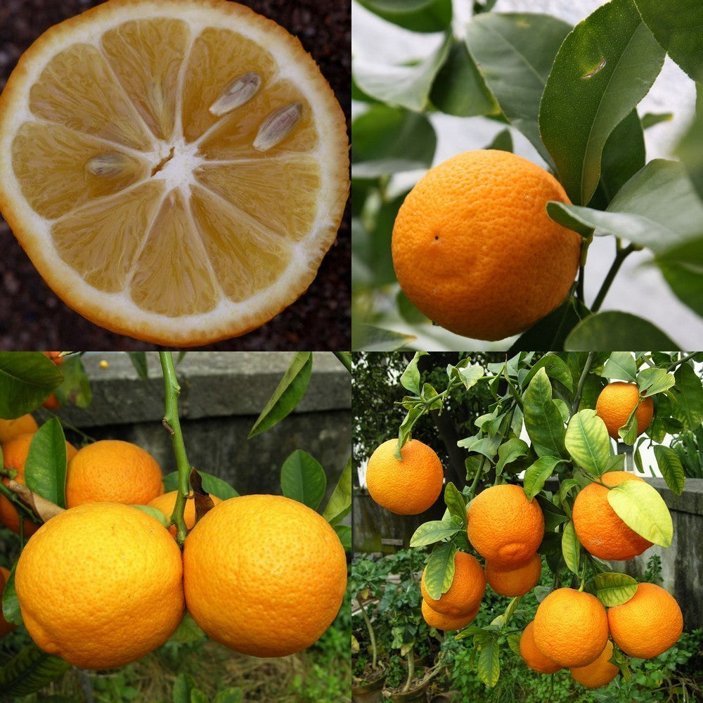 Citron, Volkamer Large
