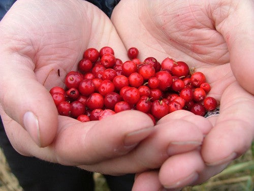 Cranberry 'Early Black'