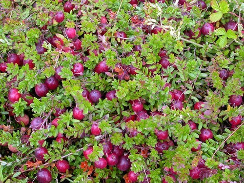 Cranberry 'Early Black'