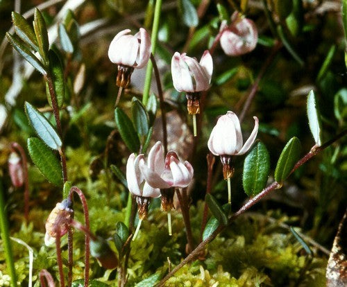 Cranberry 'Early Black'